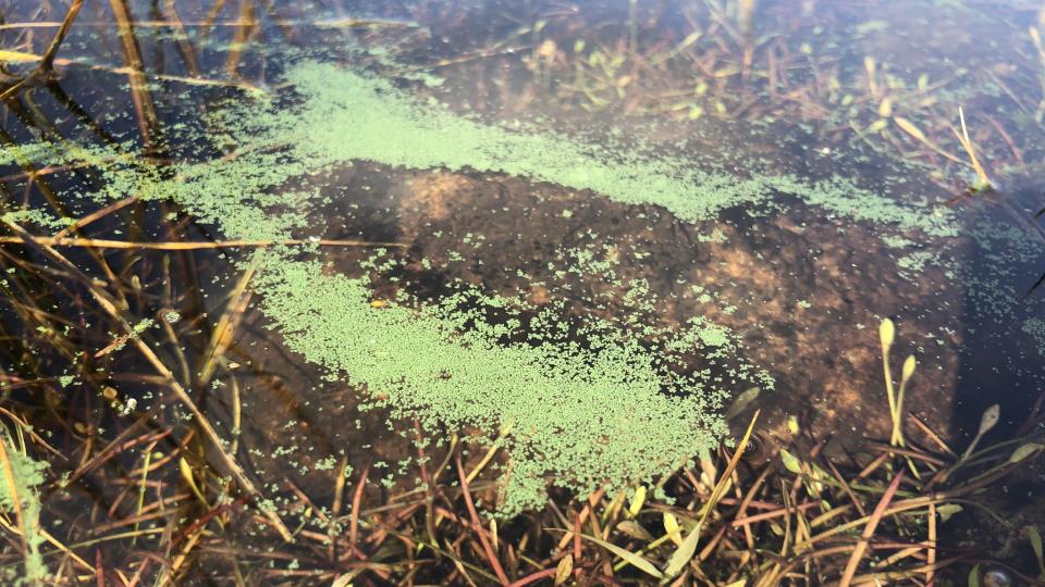 Lenke til artikkel: Blågrønnalger (cyanobakterier) i Eiavatnet og Barstadvatnet