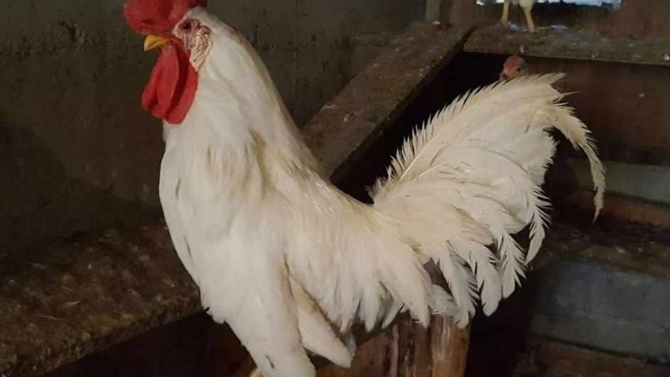 Lenke til artikkel: Haner i tettbygd strøk/ boligfelt